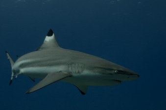Enlarge photo 46