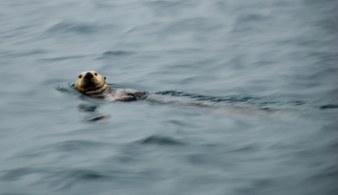 Enlarge photo 38