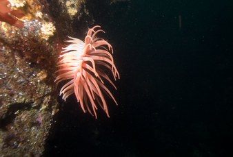 Enlarge photo 36
