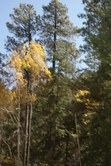 20081009Aspen