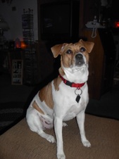 Basil