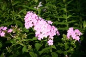 Enlarge photo 106