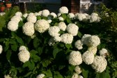 Enlarge photo 108
