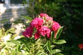 Enlarge photo 109
