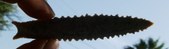 Enlarge photo 142