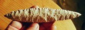 Enlarge photo 250