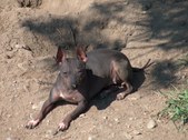 Our American Hairless Terriers