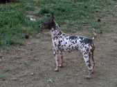 Our American Hairless Terriers