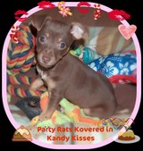 Party Rats Kovered in Kandy Kisses
