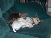 Fun Pictures of Rat Terriers
