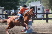 Our Horses and Pets Album