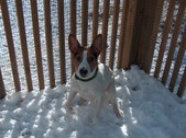 Our Male Rat Terriers 