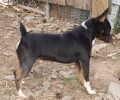 Our Male Rat Terriers 