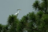 Animals on the Ironhorse Golf Course
