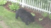Big Boy Bear in the yard 