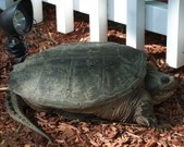 Big Turtle
