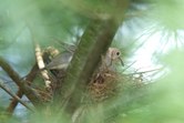 Birds and stuff