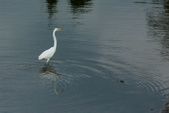 Birds in the Pond