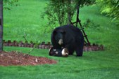 Breakfast with bear