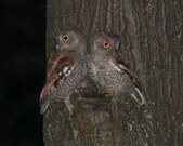 owls in bills yard