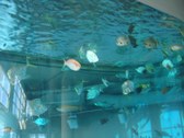 Enlarge photo 118