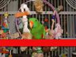 Enlarge WMV 34