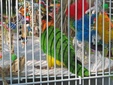 Enlarge photo 41