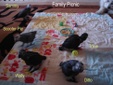 Enlarge photo 52