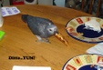 Enlarge photo 61