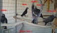 Enlarge photo 73
