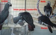 Enlarge photo 74