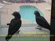 Enlarge photo 82