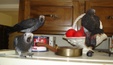 Enlarge photo 75