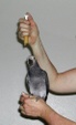 Enlarge photo 78