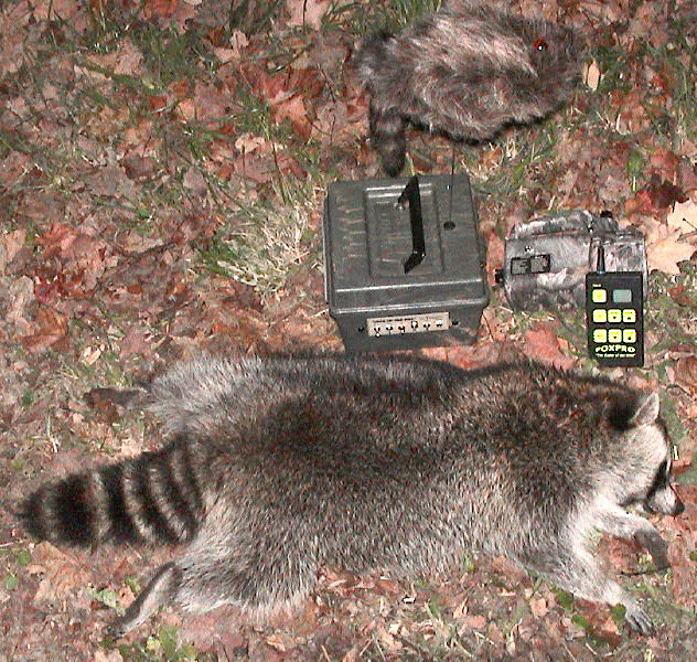 FOXPROjackintheboxandcoon.jpg