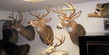 Deer Hunting