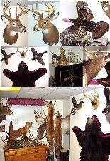 Taxidermy mounts