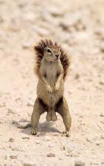 (Spoof) Problem: Drinking Beer Along The Trails! Squirrelnuts