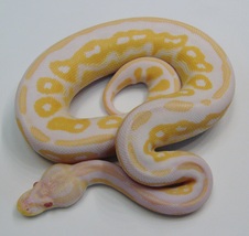 2014 Albino Cinnamon Male $350 SOLD