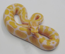 2014 Albino Female $200 SOLD