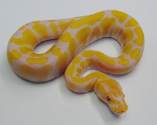 2014 Candino Male $450 SOLD