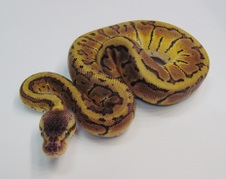 2014 Lemonblast Male $150 SOLD