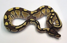 2014 Lesser Male $75 SOLD