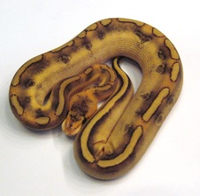 2014 Vanilla Champagne Male $250 SOLD