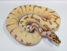 Desert Lesser Spider Male $500 SOLD