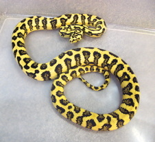 2010 IJ Jaguar Female 4 $1100 SOLD