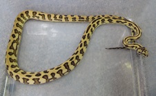 2011 IJ Jaguar Female 11 $425 SOLD