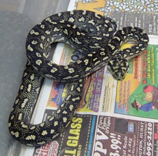 2012 83% Diamond Male $400 SOLD