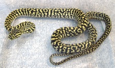 2013 BSJH Zebra Female 6 $525 SOLD