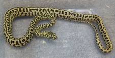 2013 BSJH Zebra Jag Female 4 $1200 SOLD